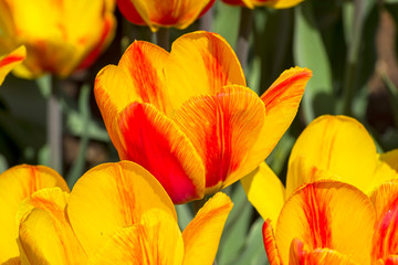 Tulipa of the Hotpants  species