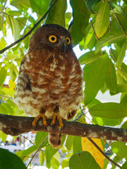 great grey owl on a branch