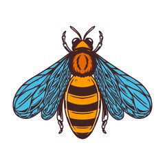 Illustration of bee in engraving style on white background. Design elements for poster, t-shirt. Vector illustration.