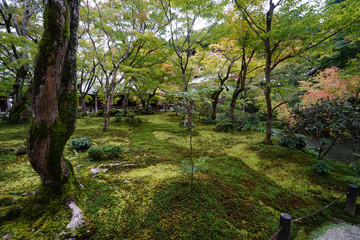 秋の気配が漂う京都圓光寺の庭園