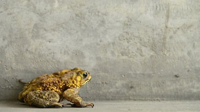 5-time slow motion of a yellow frog breathing and jumping