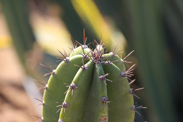 Top of tree-like cactus (Cereus jamacaru, also known as known as mandacaru or cardeiro) with long and sharp needles. Blurred background. Theme of plants for ornamental gardens.