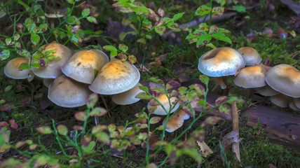 Mushrooms