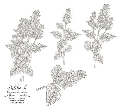 Patchouli plant branches with leaves and flowers isolated on white background. Medical herbs hand drawn. Vector illustration. Detailed sketch style.
