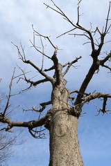 冬の朝の青桐の枯れ木と青空