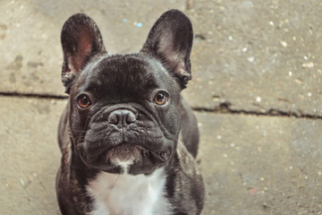french bulldog in front of black background