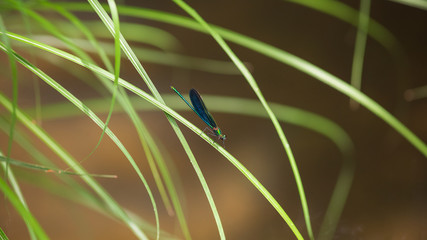 アオハダトンボ