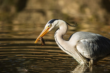 ザリガニを捕食するアオサギ