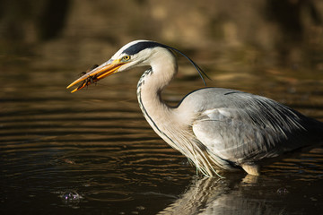 ザリガニを捕食するアオサギ
