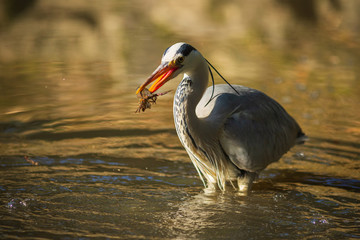 ザリガニを捕食するアオサギ