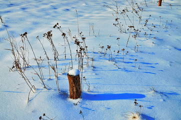 Winter cold day in fores.