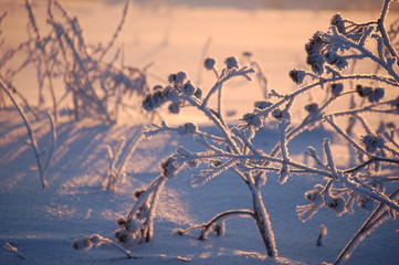 Winter cold day in fores.