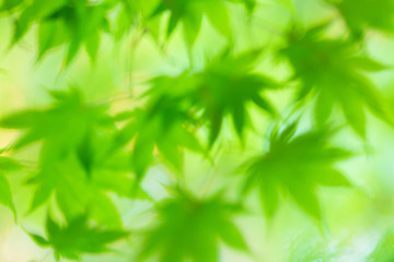 風に揺らぐ青紅葉