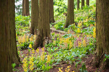 満開のエビネ蘭の花