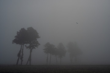 霧の朝