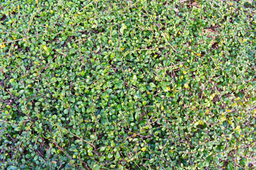 Obraz premium green background of flowers