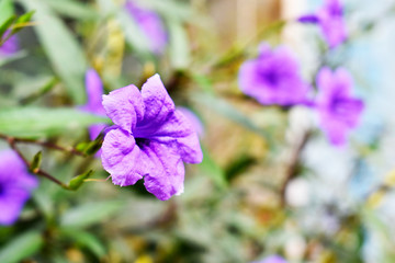 purple flowers in the garden