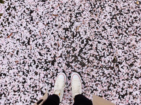 Low Section Of Person Standing On Cherry Blossom Petals