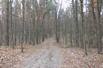road in the forest