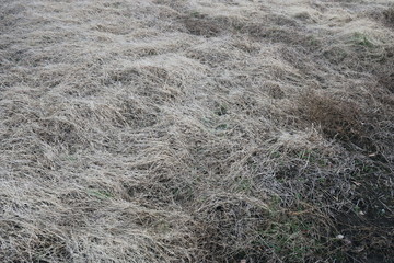 枯草のある冬の野原