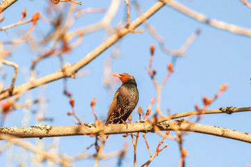 Starling on a birch branch upon bright blue spring sky and blured branches with young leaves behind young buds as symbol of coming spring