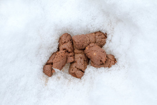Fresh dog excrement on the melting snow
