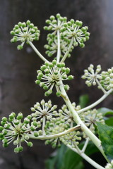 冬の八つ手の花