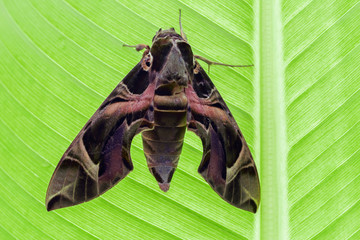 Oleander Hawk Moth on green banana leaf
