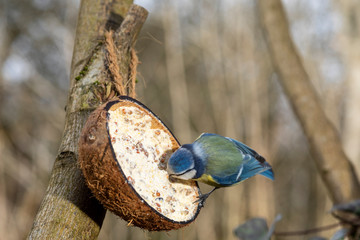 Blaumeise bei Nahrungsaufnahme
