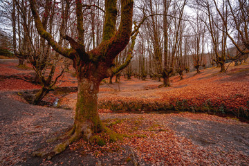 Curves of the Otzarreta Forest river in the Gorbea natural park, Bizkaia. Basque Country