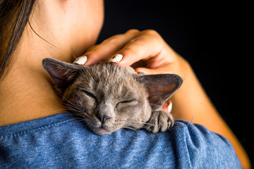 Playful Gray Burma Cat isolated on black background sitting on woman's shoulder.