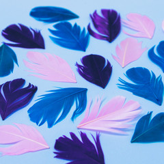 Pattern of multicolored feathers laid out on light blue background.