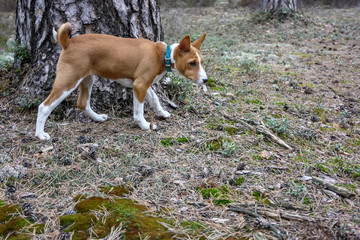 A new basenji dog runs through the forest moss in the spring