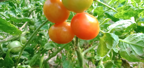 fresh tomatoes on the vine