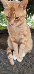 cat and cat
