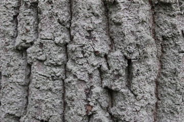 bark of a tree