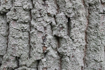 bark of a tree