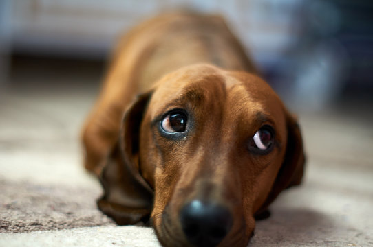  Dachshund dog breed is lying at home on the floor and looks away