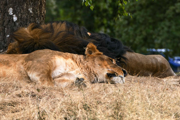 lion and lioness