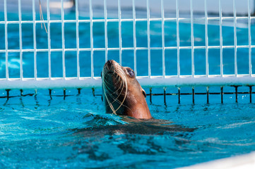 Otarie © Bernard GIRARDIN