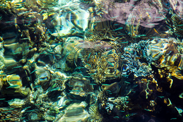 Fototapeta na wymiar Abstract picture of the coloured underwater world of the Indian Ocean on the Raja Ampat Islands.View above.