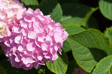lilac flowers of great blossoming hortensias in the garden
