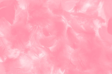 eautiful abstract colorful red and pink feathers on white background and soft white feather texture on white pattern and light pink background valentine day