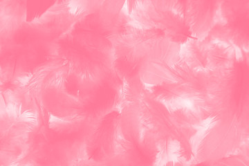 eautiful abstract colorful red and pink feathers on white background and soft white feather texture on white pattern and light pink background valentine day