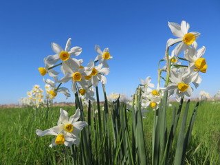 wild narcissus flowers in nature reserve