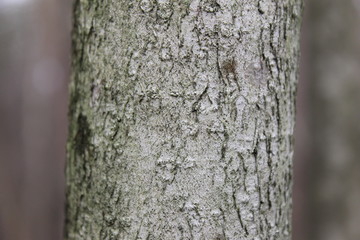 Fototapeta premium bark of a tree