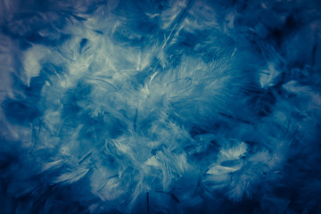 Fototapeta na wymiar Beautiful abstract colorful green and blue feathers on black background and soft white feather texture on white pattern and blue background