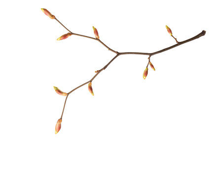 Close-up of  Linden branch with young buds isolated on white background.