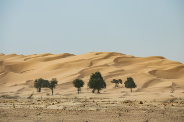 Scenery dand dunes with green trees