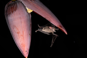 Lonchophylla robusta, Orange nectar bat The bat is hovering and drinking the nectar from the beautiful flower in the rain forest, night picture, Costa Rica